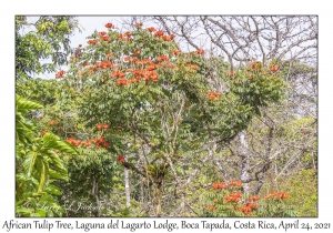 African Tulip Tree