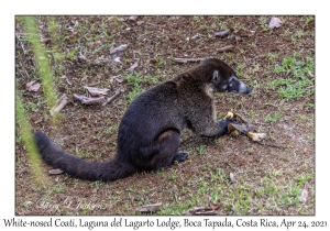 White-nosed Coati