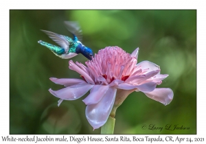 White-necked Jacobin male