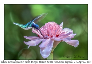 White-necked Jacobin male