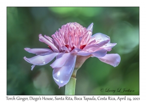 Torch Ginger