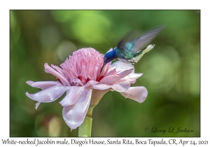 White-necked Jacobin male