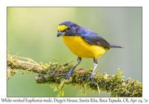 White-vented Euphonia male