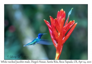 White-necked Jacobin male