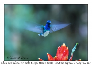 White-necked Jacobin male