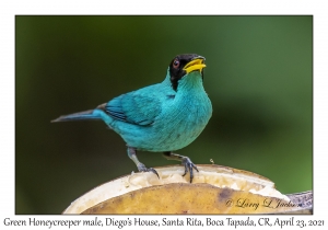 Green Honeycreeper male