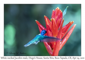 White-necked Jacobin male