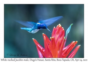 White-necked Jacobin male