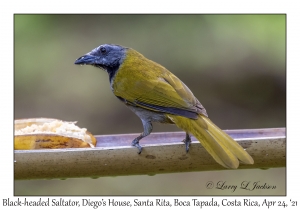 Black-headed Saltator