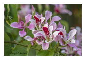 Peruvian Lily