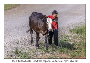 Steer & Boy