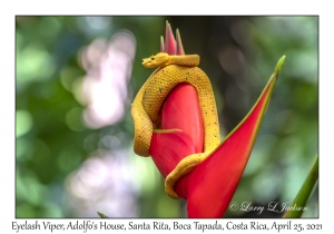 Eyelash Viper