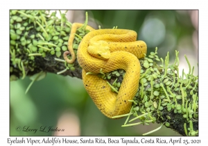 Eyelash Viper