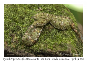 Eyelash Viper