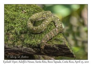 Eyelash Viper