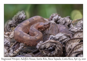 Hognosed Pitviper