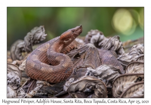 Hognosed Pitviper