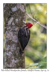 Pale-billed Woodpecker female