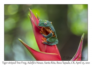 Tiger-striped Tree Frog