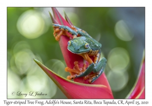 Tiger-striped Tree Frog