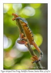 Tiger-striped Tree Frog