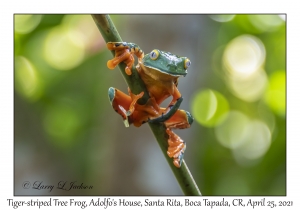 Tiger-striped Tree Frog