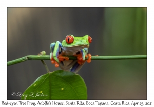 Red-eyed Tree Frog