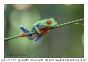 Red-eyed Tree Frog