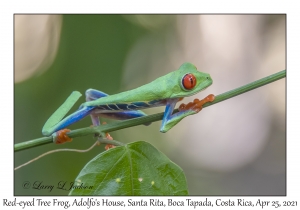 Red-eyed Tree Frog