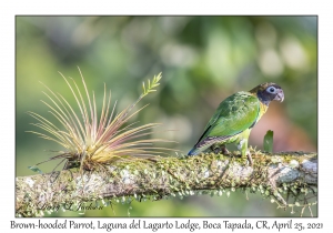 Brown-hooded Parrot