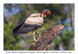 King Vulture