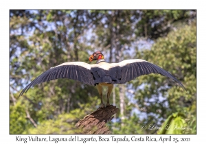 King Vulture