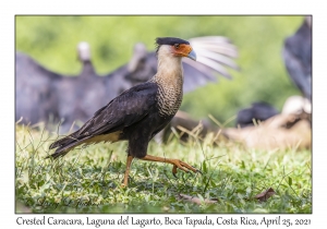 Crested Caracara