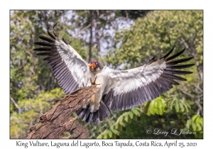 King Vulture