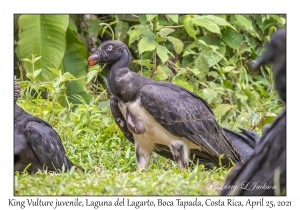 King Vulture juvenile