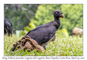 King Vulture juvenile