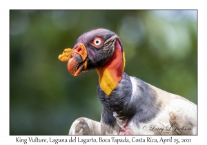 King Vulture