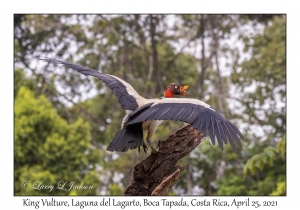 King Vulture