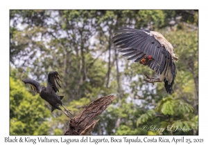 Black & King Vultures