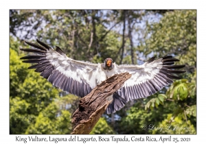 King Vulture