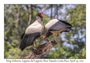 King Vultures