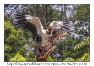 King Vulture