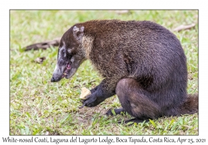 White-nosed Coati