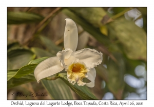 Epiphytic Orchid