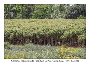 Cassava