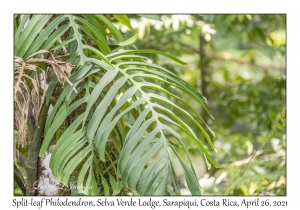 Split-leaf Philodendron