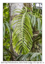 Split-leaf Philodendron