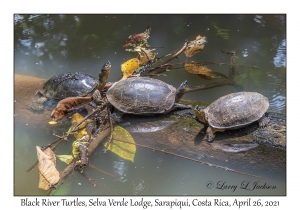 Black River Turtles