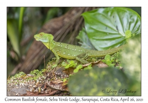 Common Basilisk female