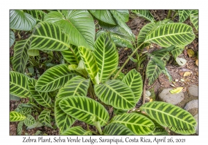 Zebra Plant